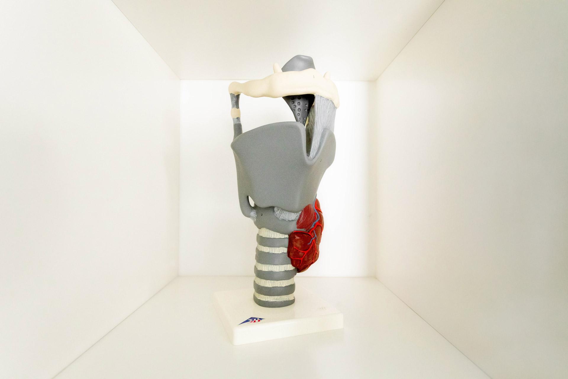 stemproblemen logopedie logolangdorp foto van een maquettte van de larynx en de keel